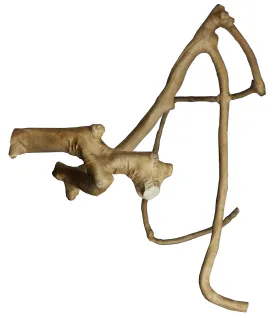  AE6003L-Large Java Wood Multi Branch Perch