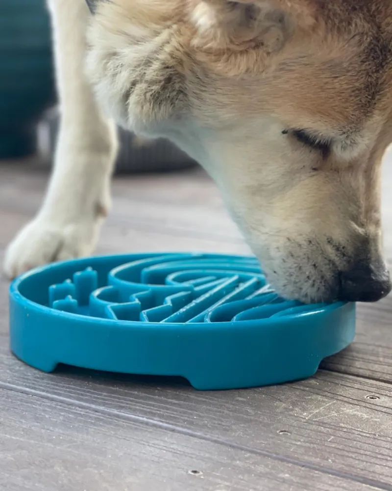 Baja Shallow Slow Feeder Dog Bowl (Made in the USA) FINAL SALE