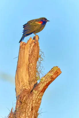 Blackbird on a Snag