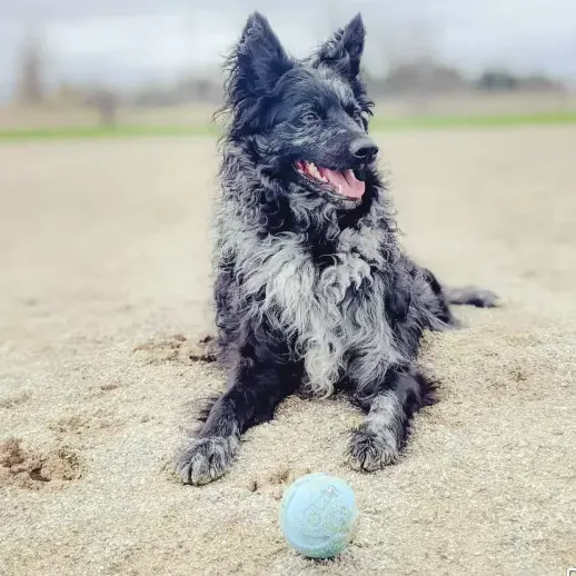 Chuckit!® Fetch Medley Balls 3PK
