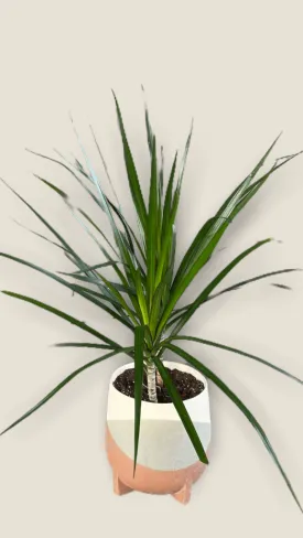 Dragon Tree in Frequency Planter