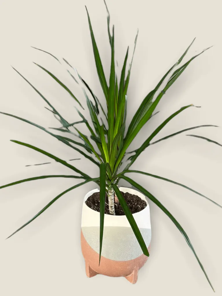 Dragon Tree in Frequency Planter