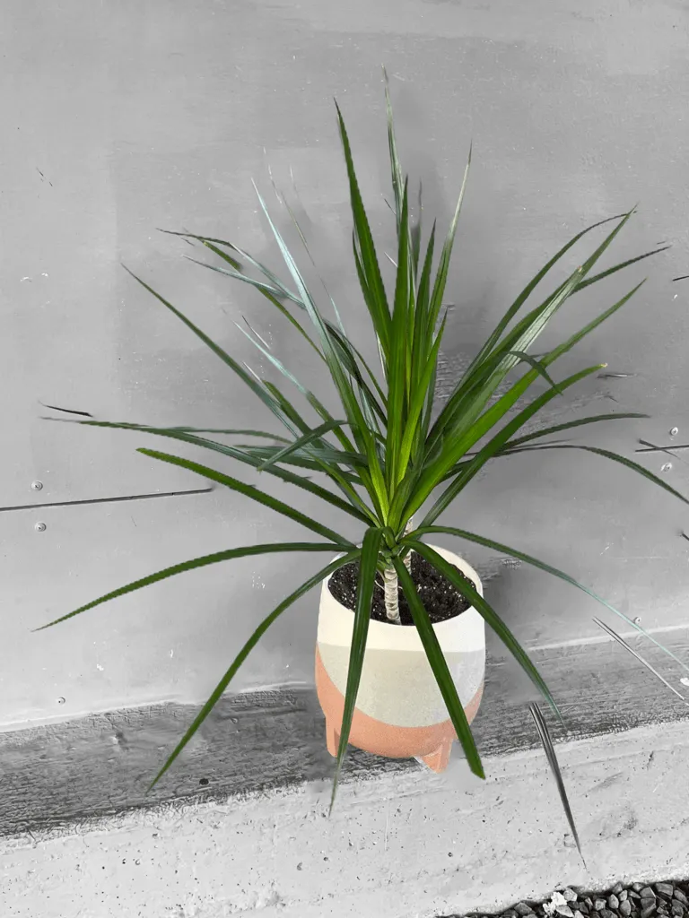 Dragon Tree in Frequency Planter