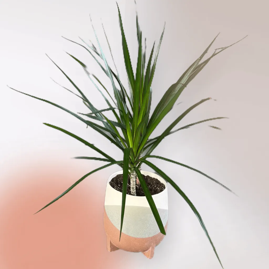 Dragon Tree in Frequency Planter