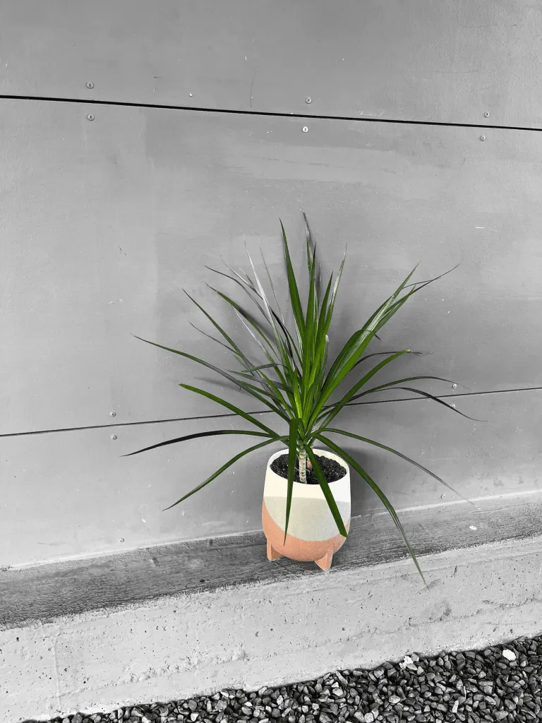 Dragon Tree in Frequency Planter