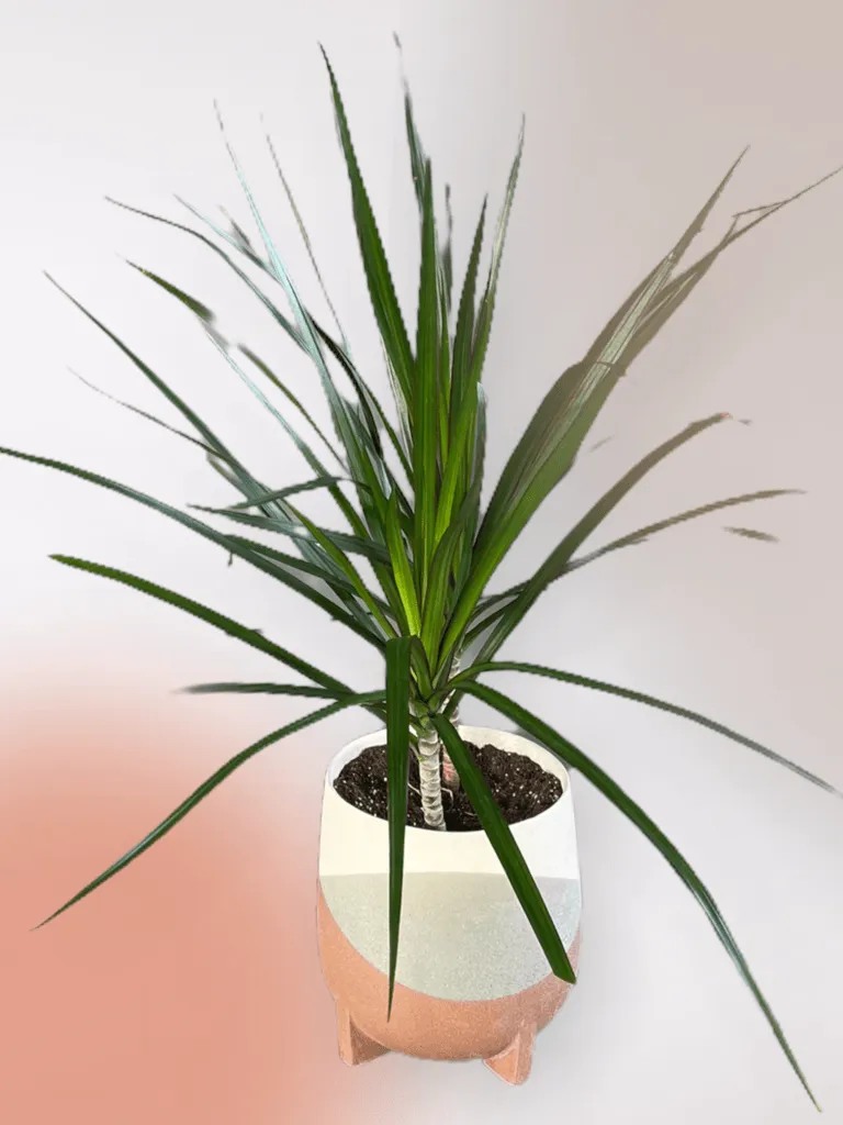 Dragon Tree in Frequency Planter