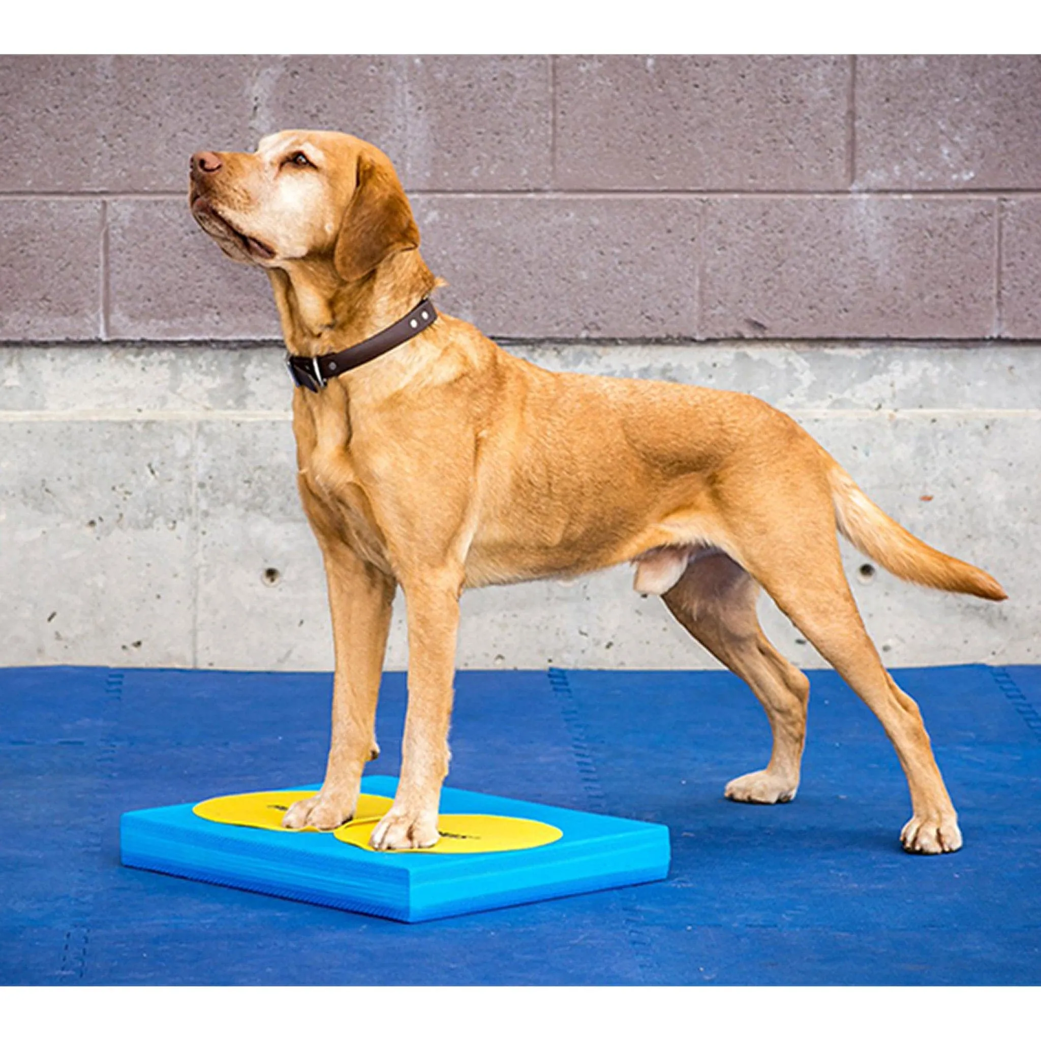 FitPAWS® Balance Pad