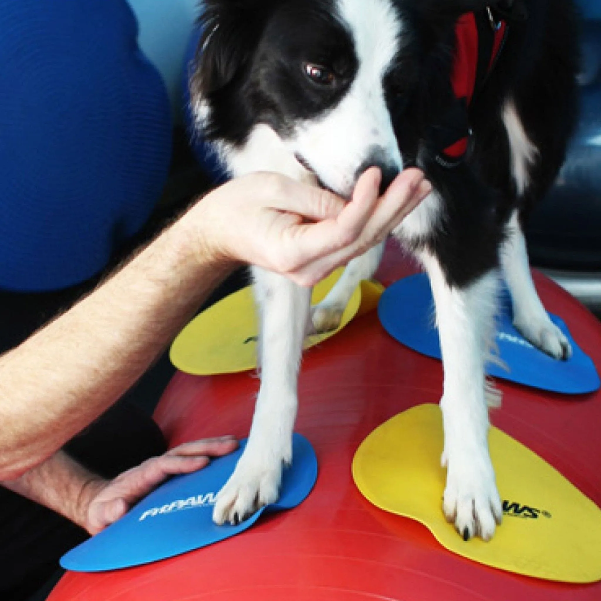 FitPAWS Targets
