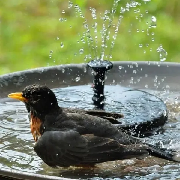 HOT SALE 49% OFF Solar Powered Fountain
