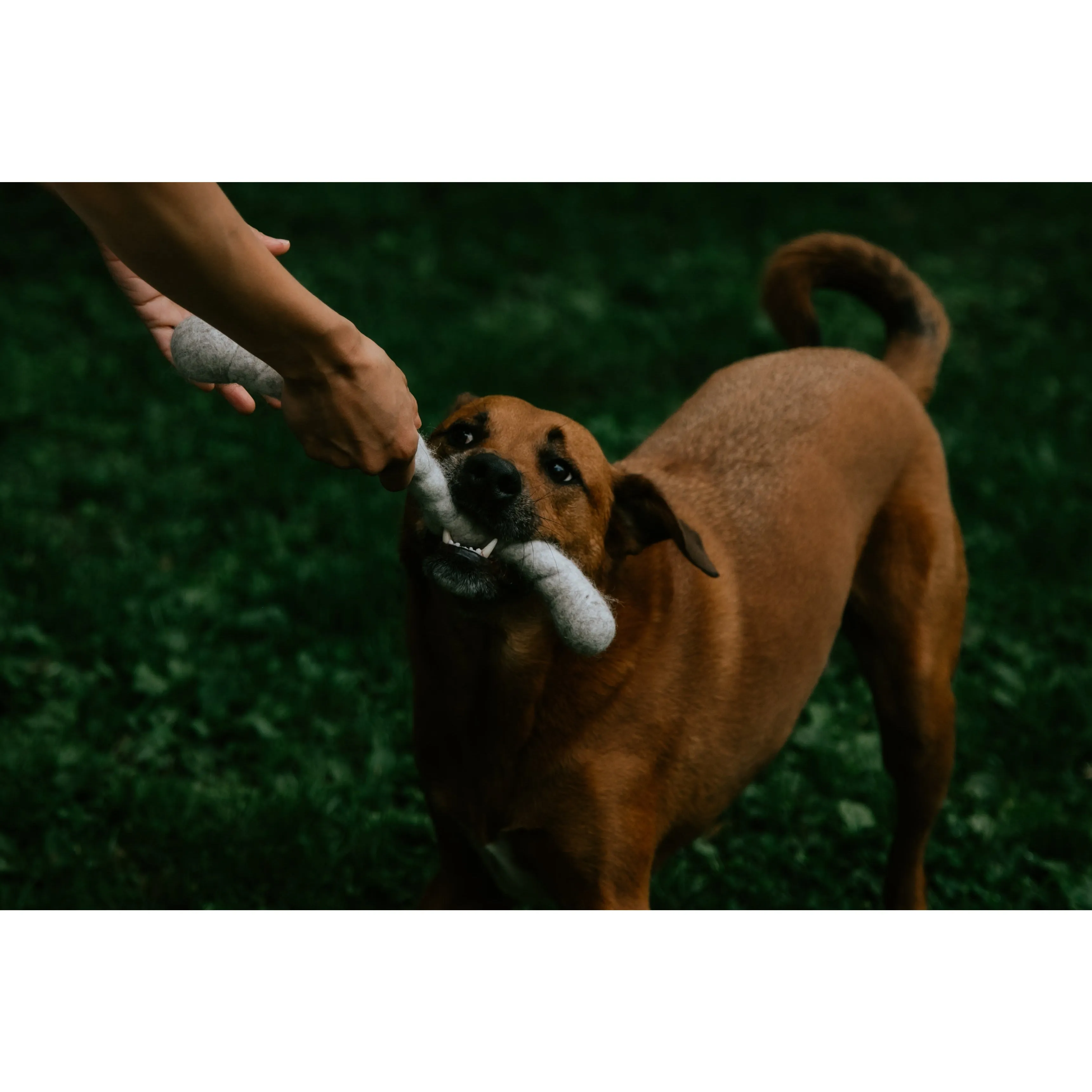 LooHoo Wooly Tug Toys - Case of 12