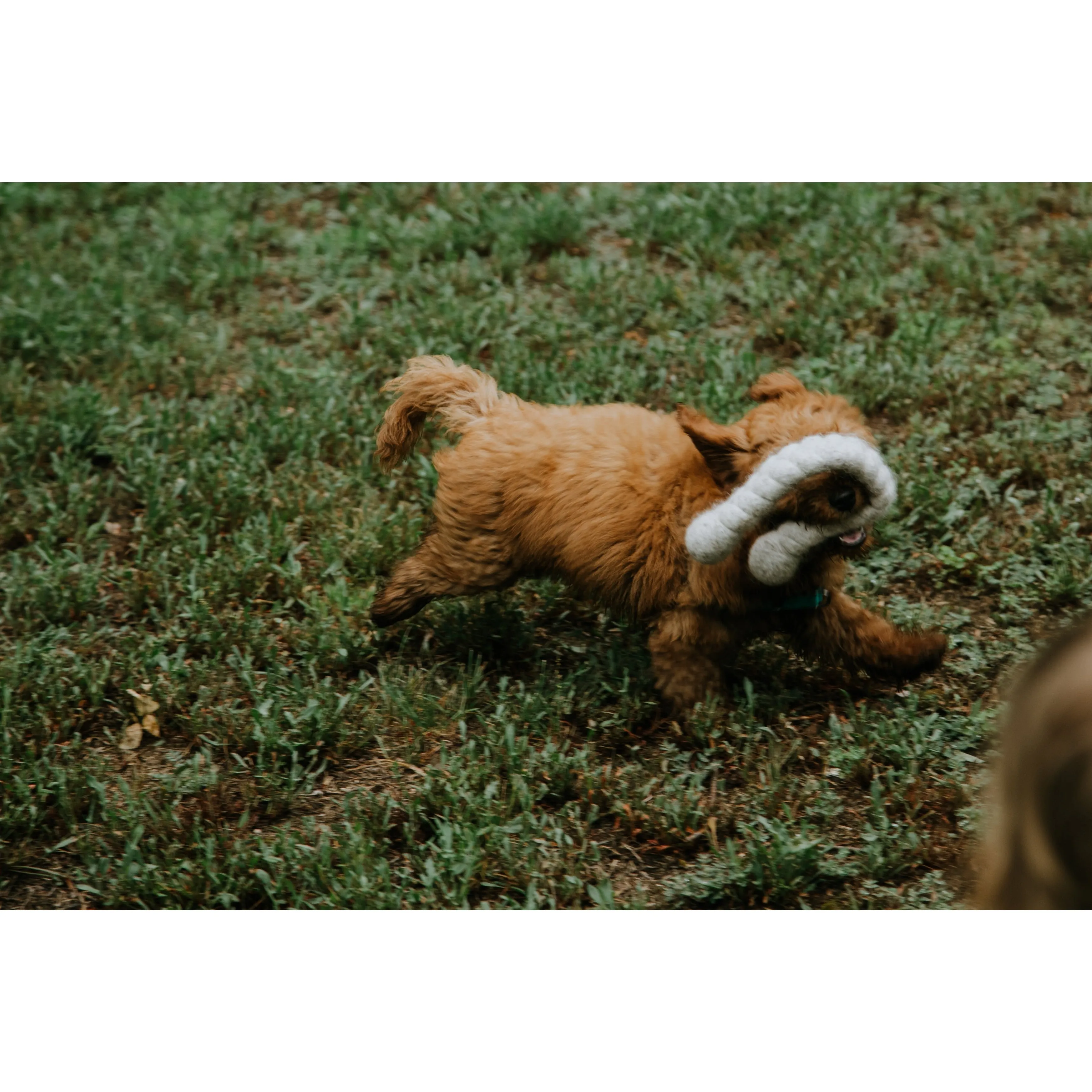 LooHoo Wooly Tug Toys - Case of 12