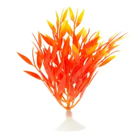 Marina Betta Fire Grass - 12.7 cm (5in in)