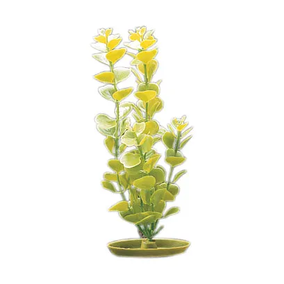 Marina Moneywort Plant