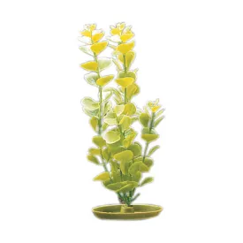 Marina Moneywort Plant