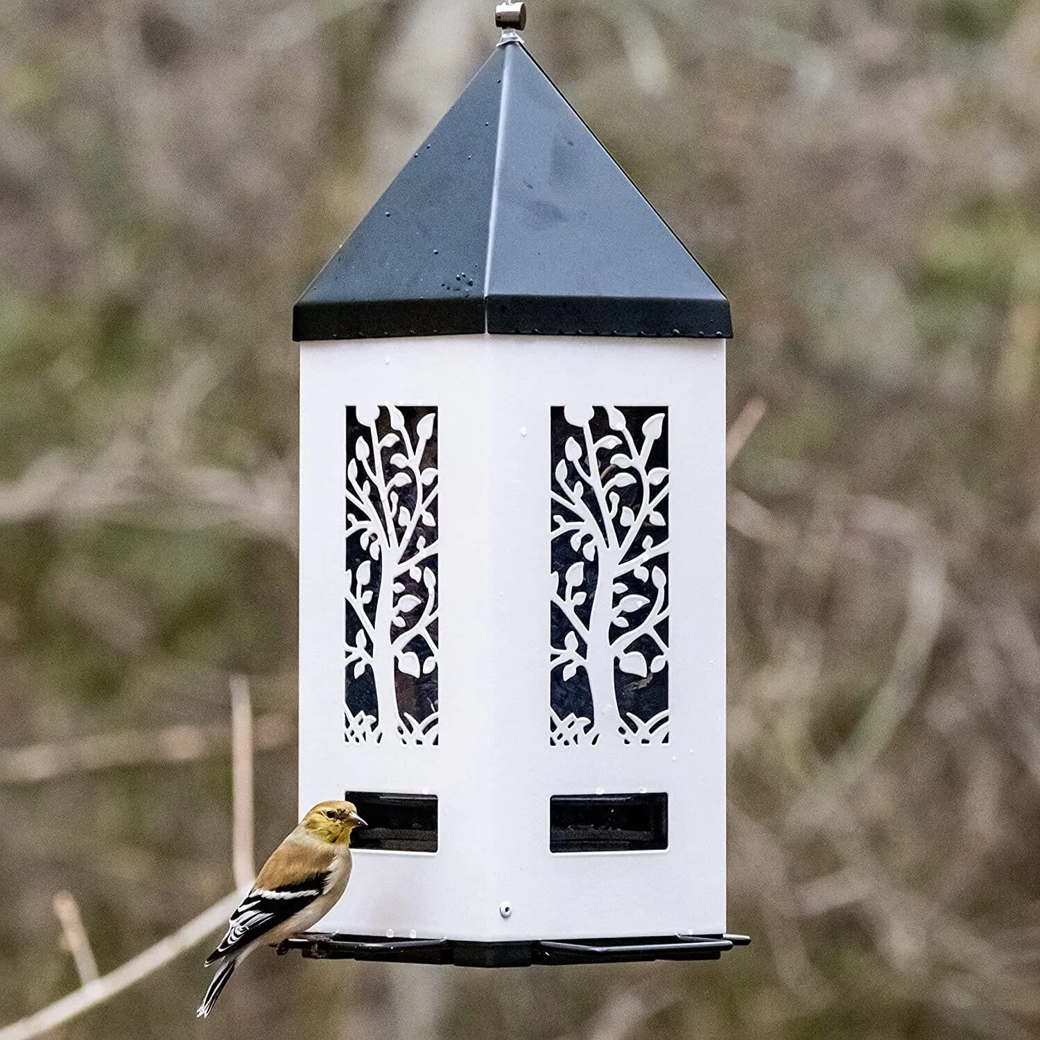 Nature's Way Squirrel Shield Metal Lantern and Squirrel-proof Wild Bird Feeder - White - 2 Qt Cap