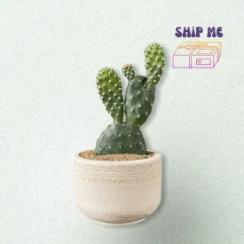 Paddle Cactus in Local Terracotta