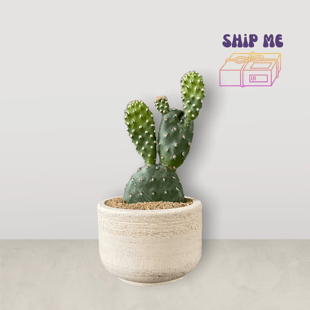 Paddle Cactus in Local Terracotta