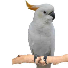 RATTAN PERCH